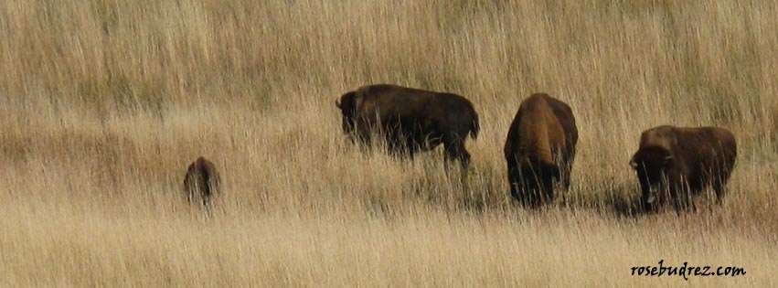 three buffalo in a pasture.