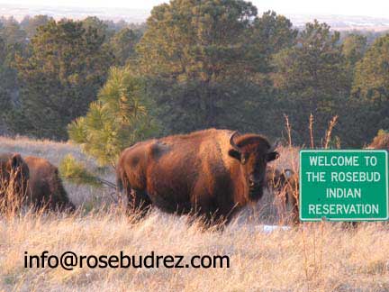 buffalo on the Rosebud